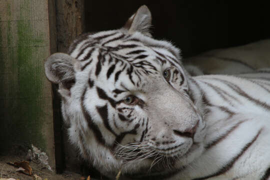 Image de tigre du Bengale