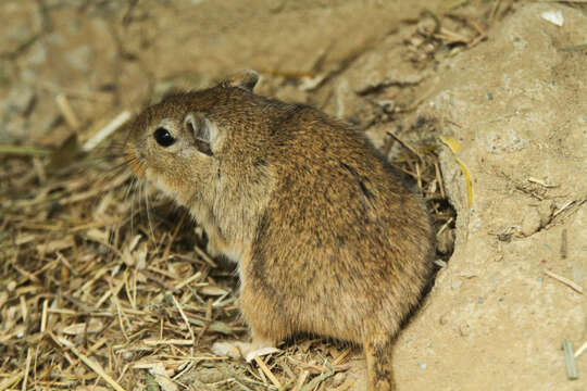 Image of Meriones subgen. Pallasiomys Heptner 1933