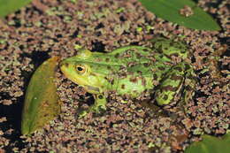 Image de Petite grenouille verte