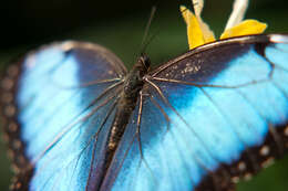 Image of Morpho peleides Kollar 1850