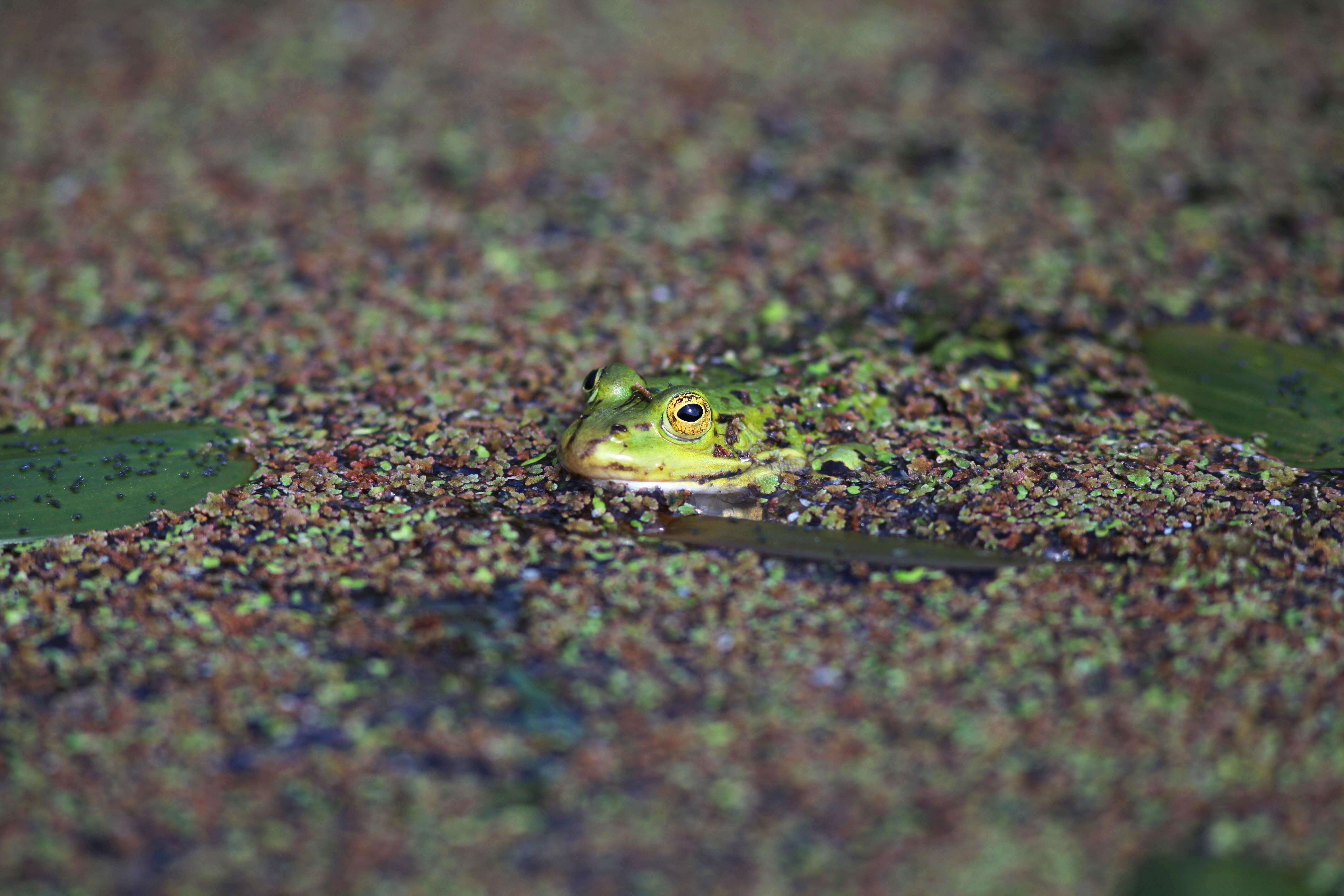 Image de Petite grenouille verte