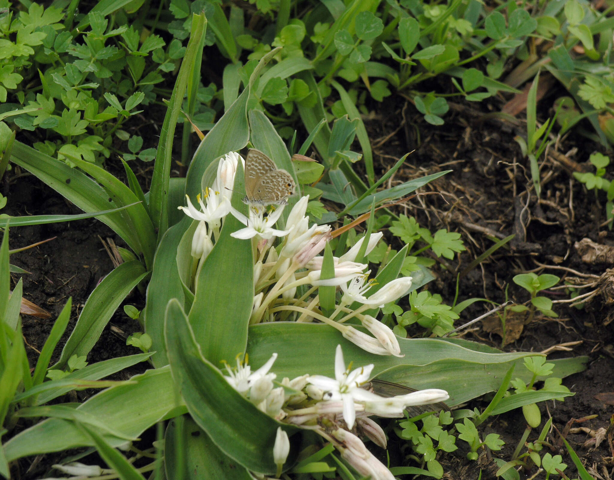 Image of Chlorophytum tetraphyllum (L. fil.) Baker