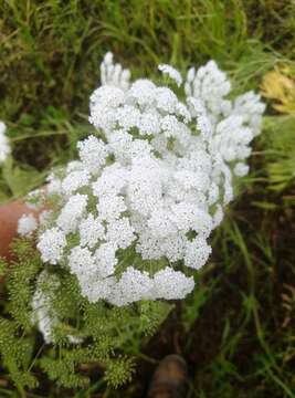 Image of Ammi majus L.