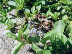 Image of Health Speedwell