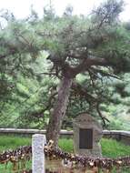 Image of Chinese Red Pine