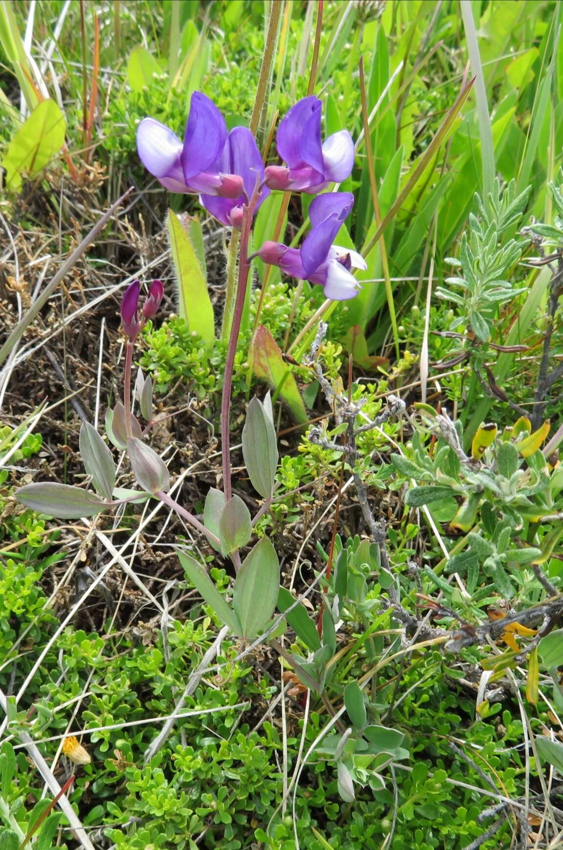 Imagem de Lathyrus nervosus Lam.