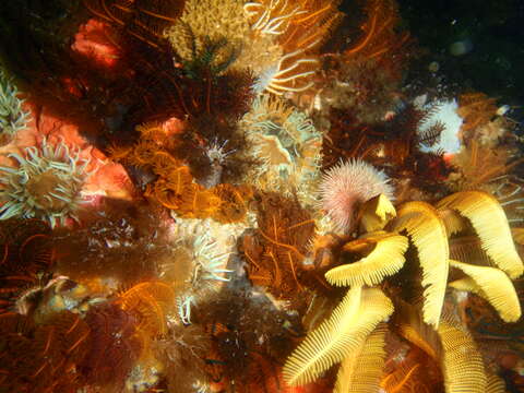 Image of elegant feather star