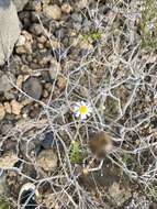 Image of Argyranthemum gracile Sch. Bip.