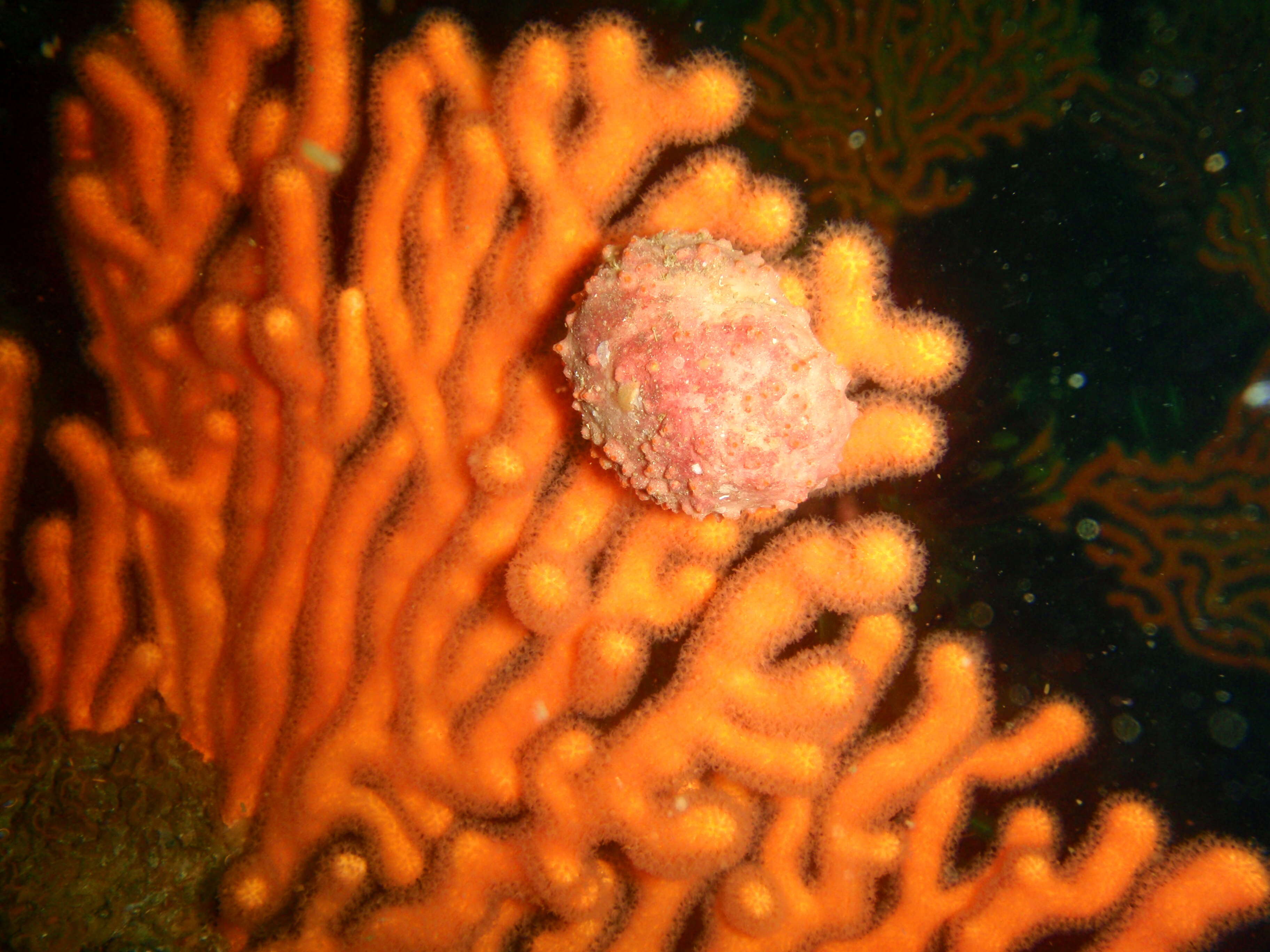 Image of Furred sponge crab
