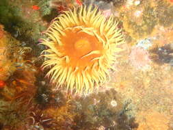 Image of False plum anemone