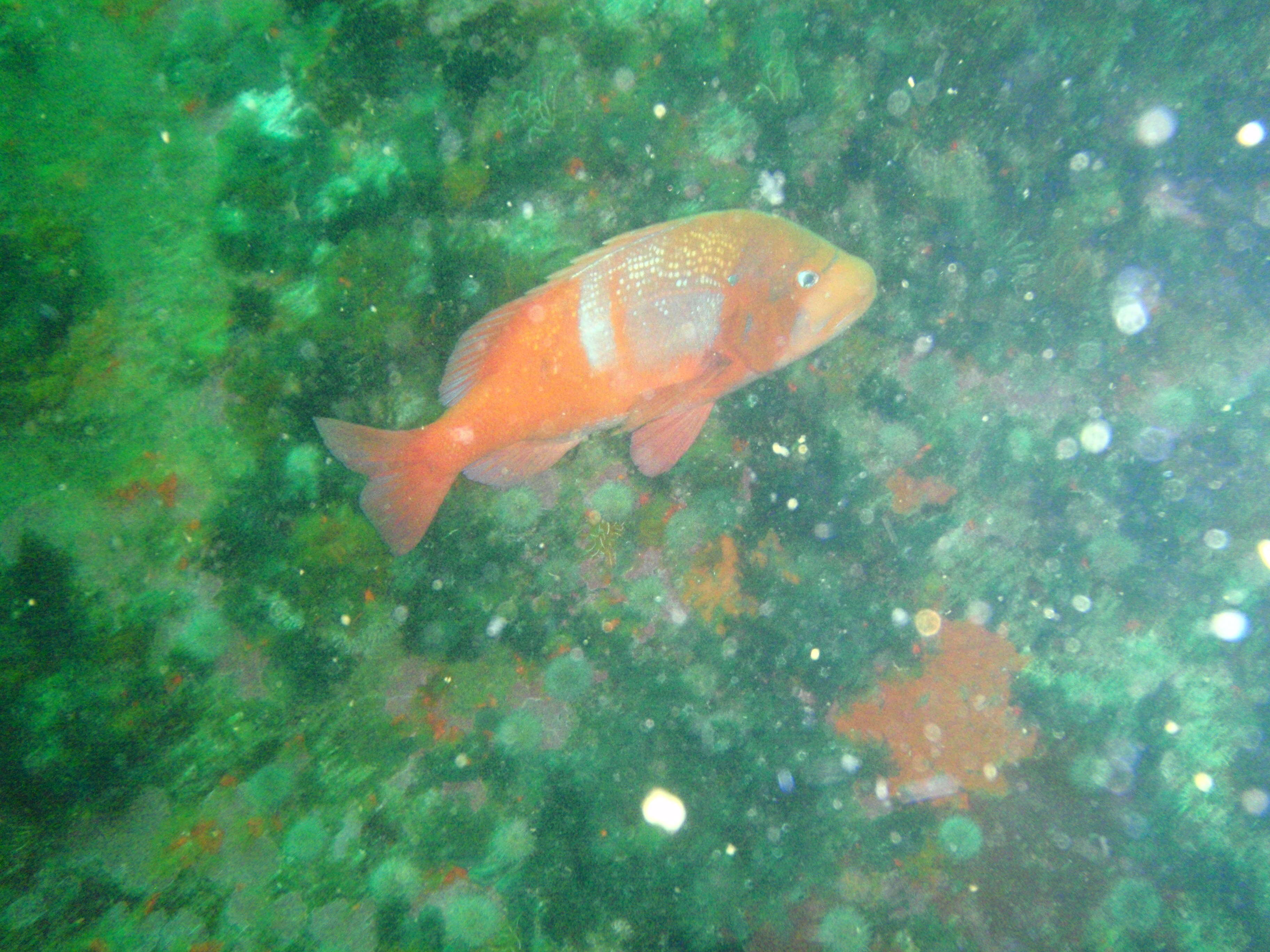 Image of Roman Seabream