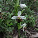 Ophrys fuciflora subsp. grandiflora (H. Fleischm. & Soó) Faurh.的圖片