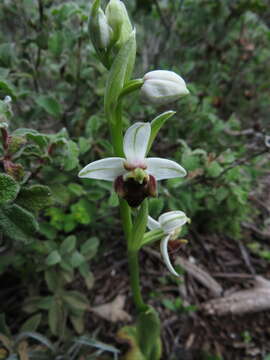 Ophrys fuciflora subsp. grandiflora (H. Fleischm. & Soó) Faurh.的圖片