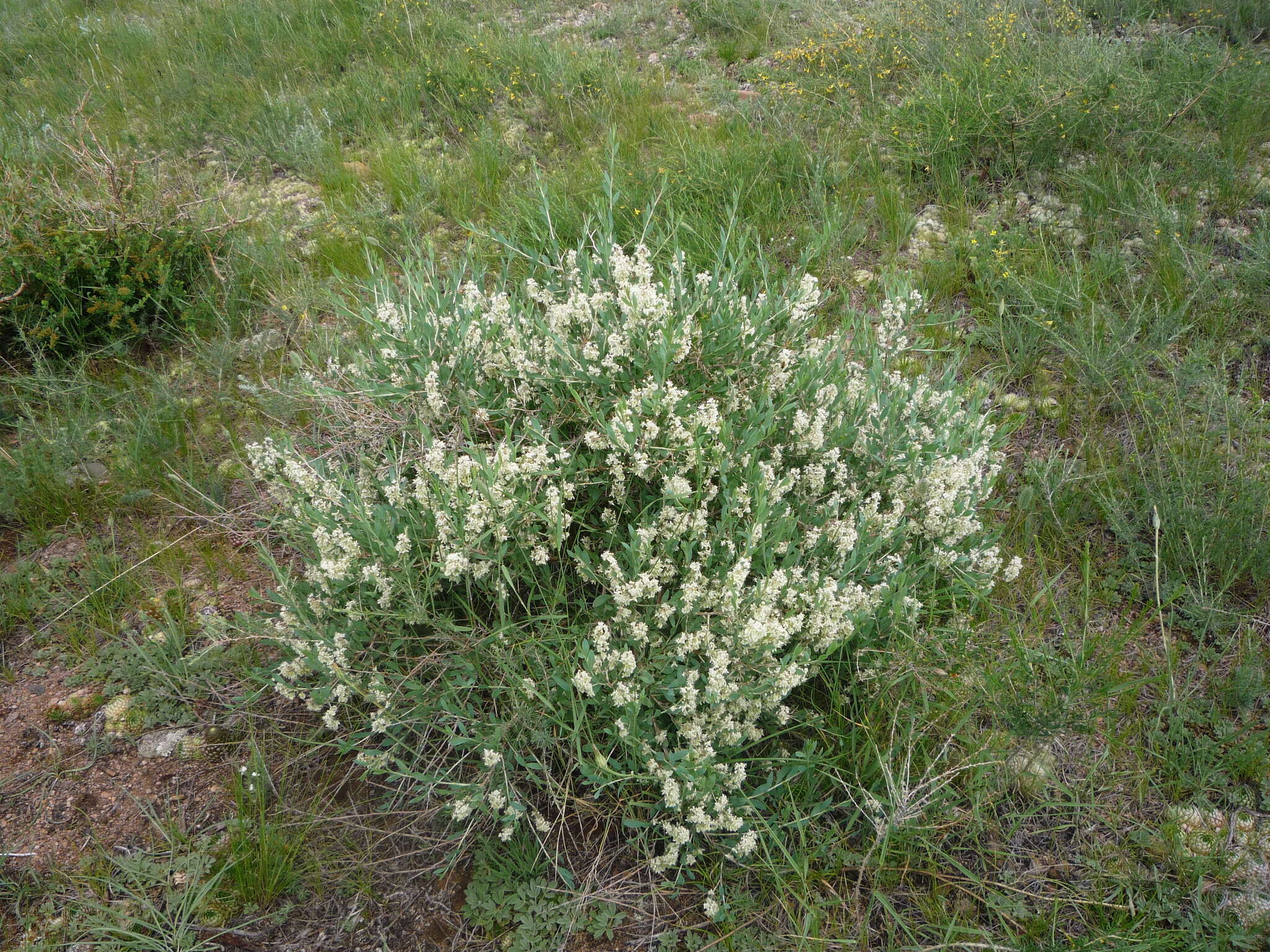 Image of Atraphaxis frutescens (L.) Ewersm.