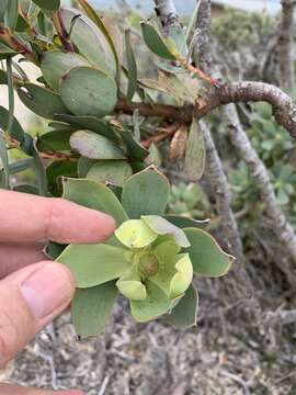 Image of Piketberg Conebush