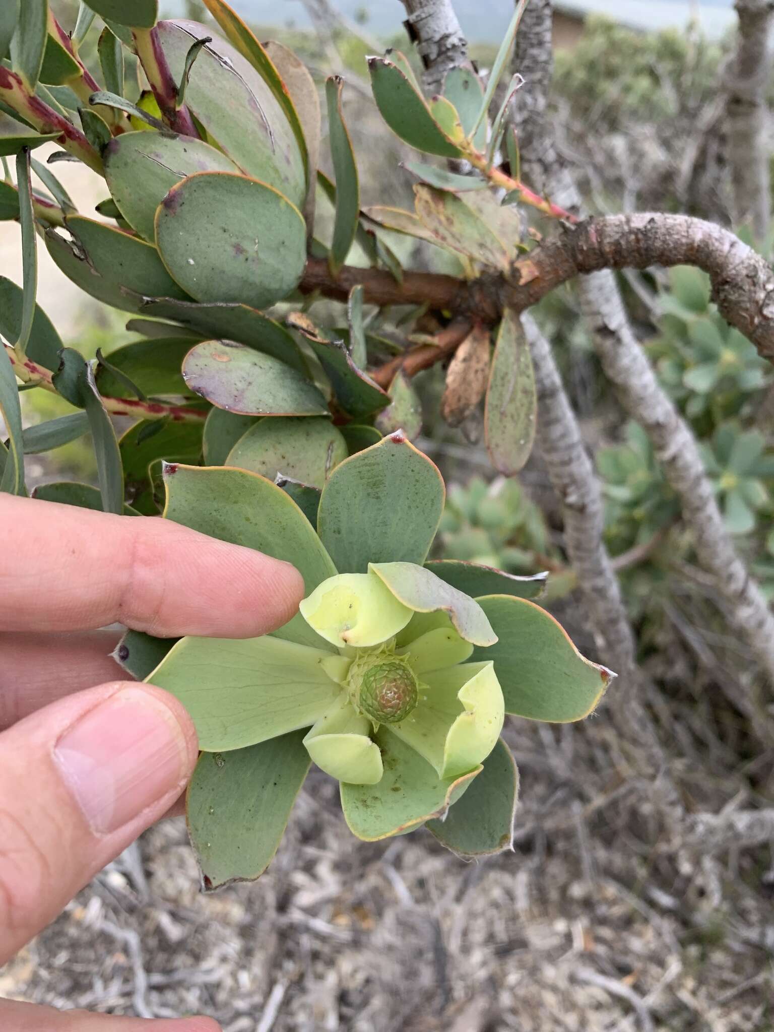 Plancia ëd Leucadendron discolor Buek ex Meissn.