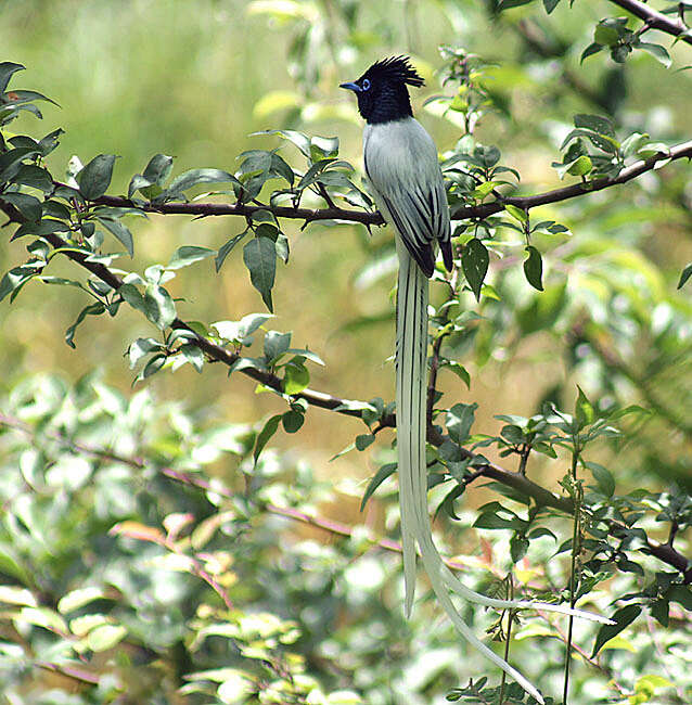 Image of Asian Paradise-Flycatcher