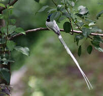 Image of Asian Paradise-Flycatcher