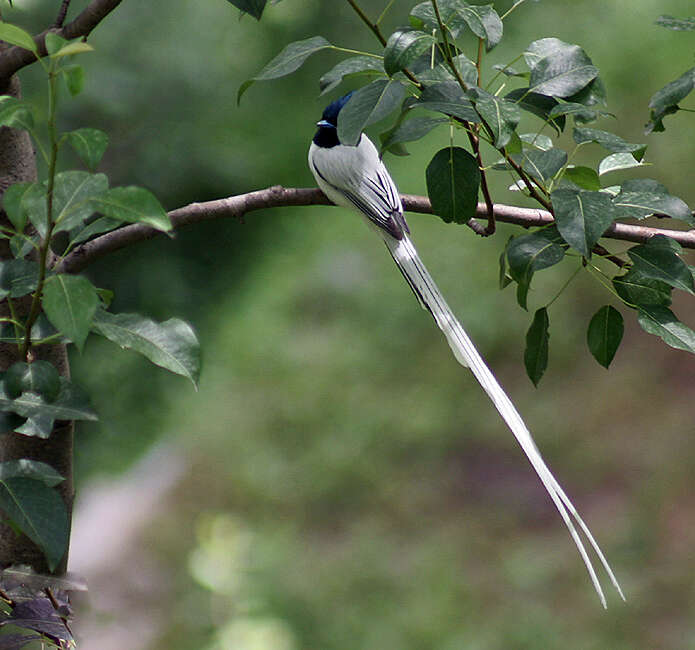 Image of Asian Paradise-Flycatcher