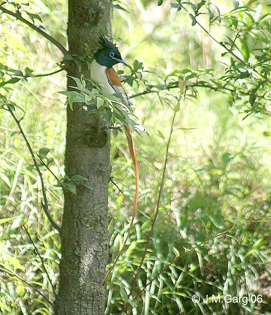 Image of Asian Paradise-Flycatcher