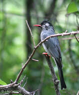 Image de Bulbul noir