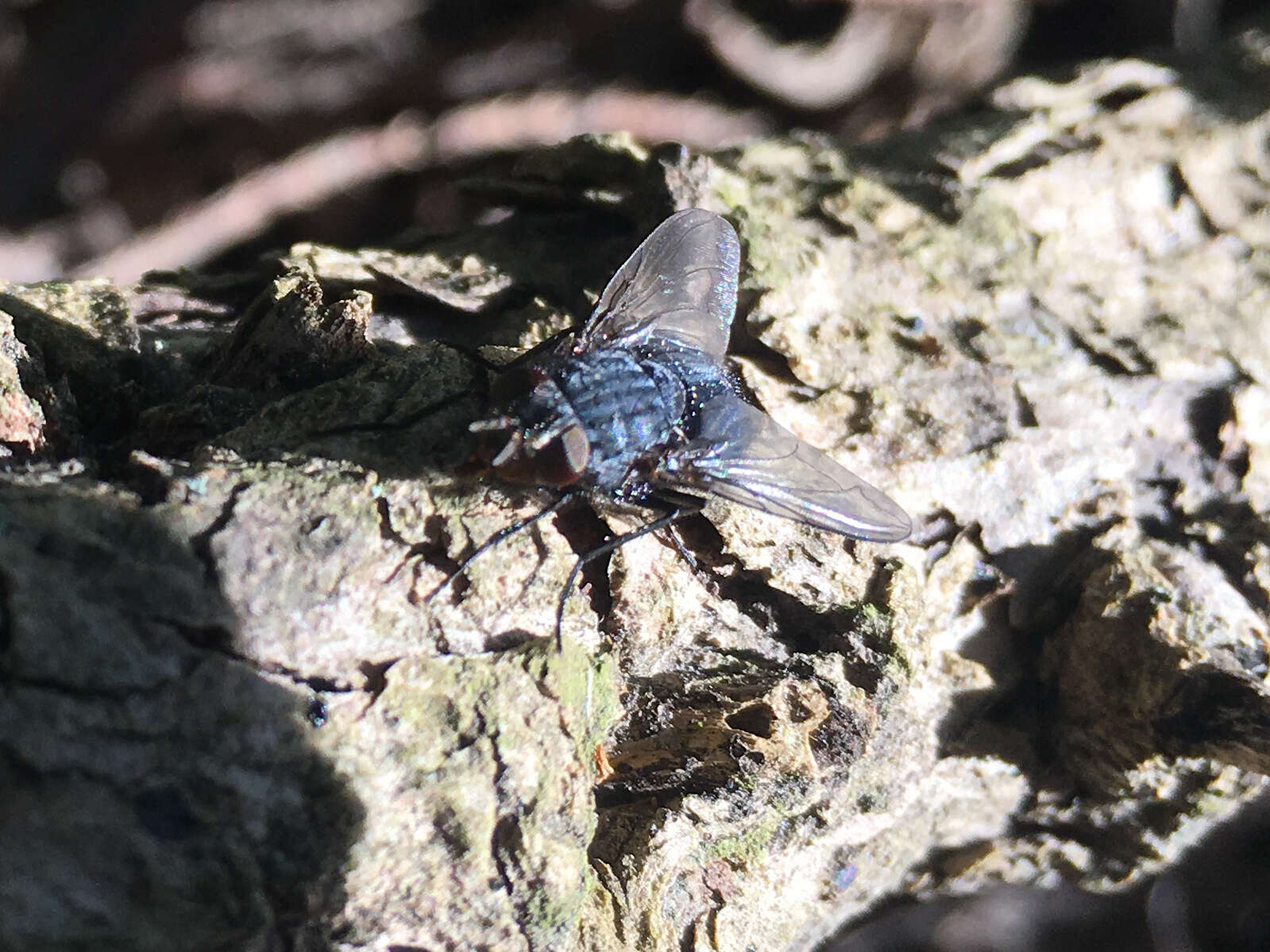 Imagem de Calliphora vicina Robineau-Desvoidy 1830