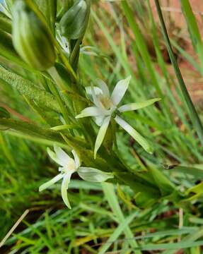 Image of Habenaria caffra Schltr.