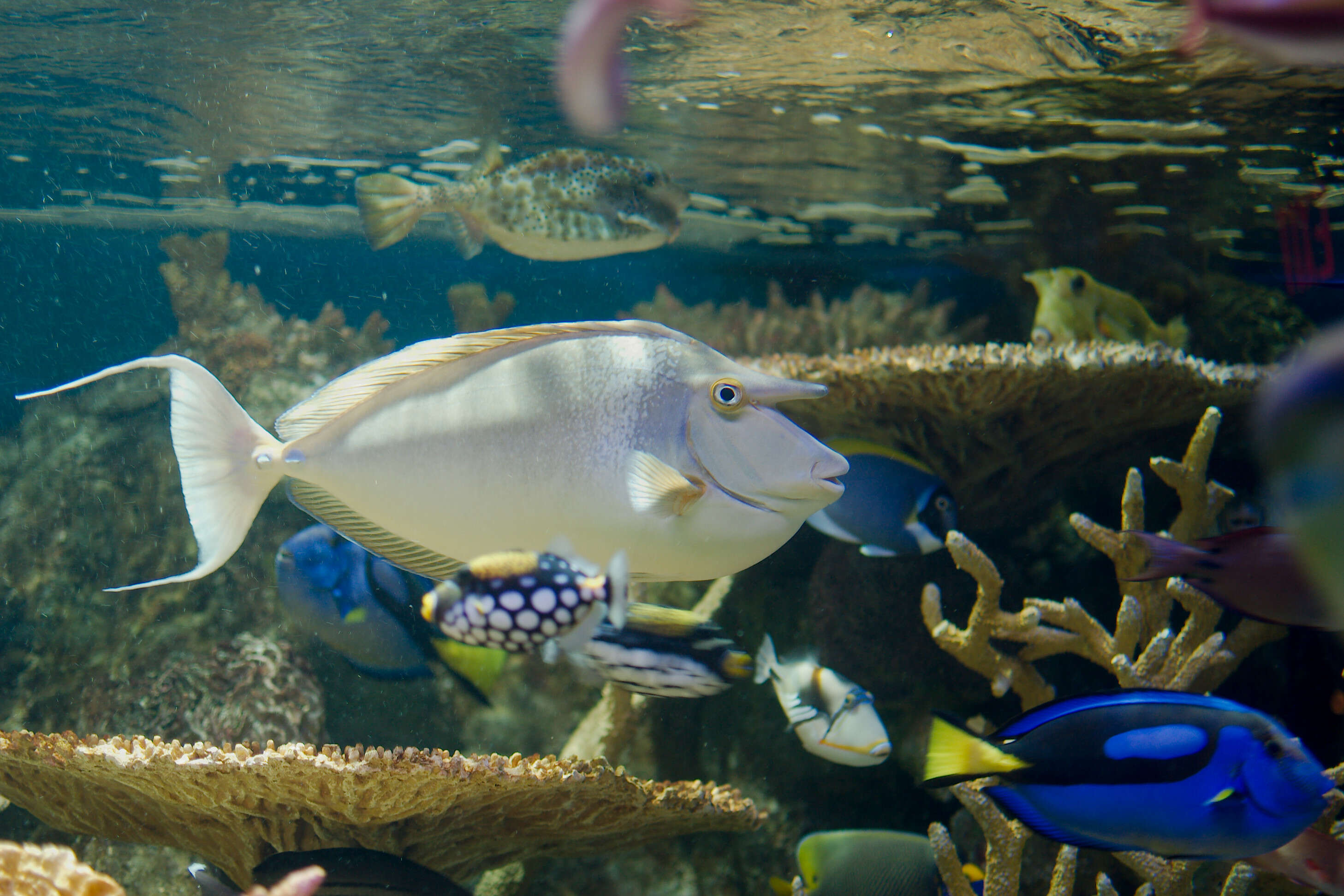 Image of Bluespine Unicornfish