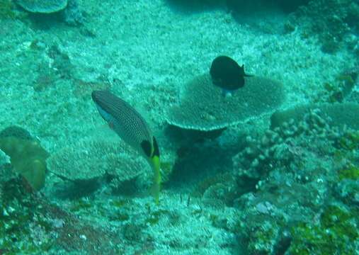 Image of Blackspot wrasse