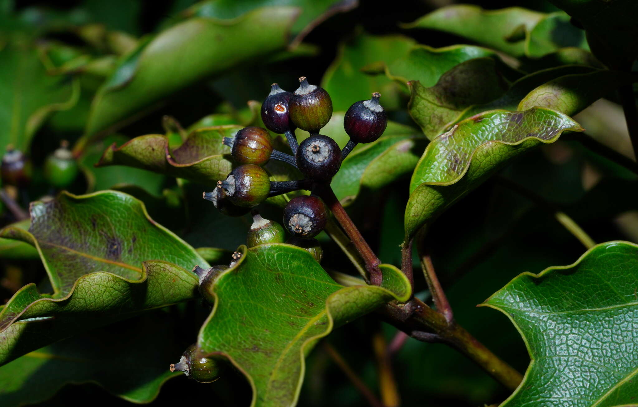 Image of Dendropanax dentiger (Harms) Merr.