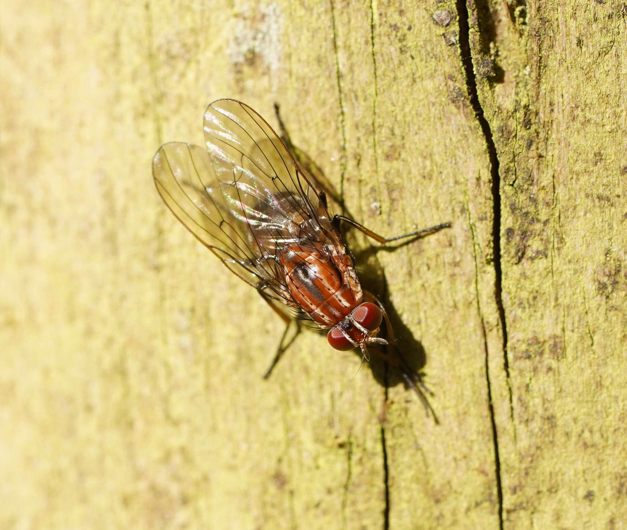 Helinomydaea fuscoflava (Malloch 1922) resmi