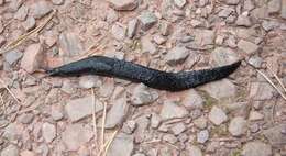 Image of ash-black slug