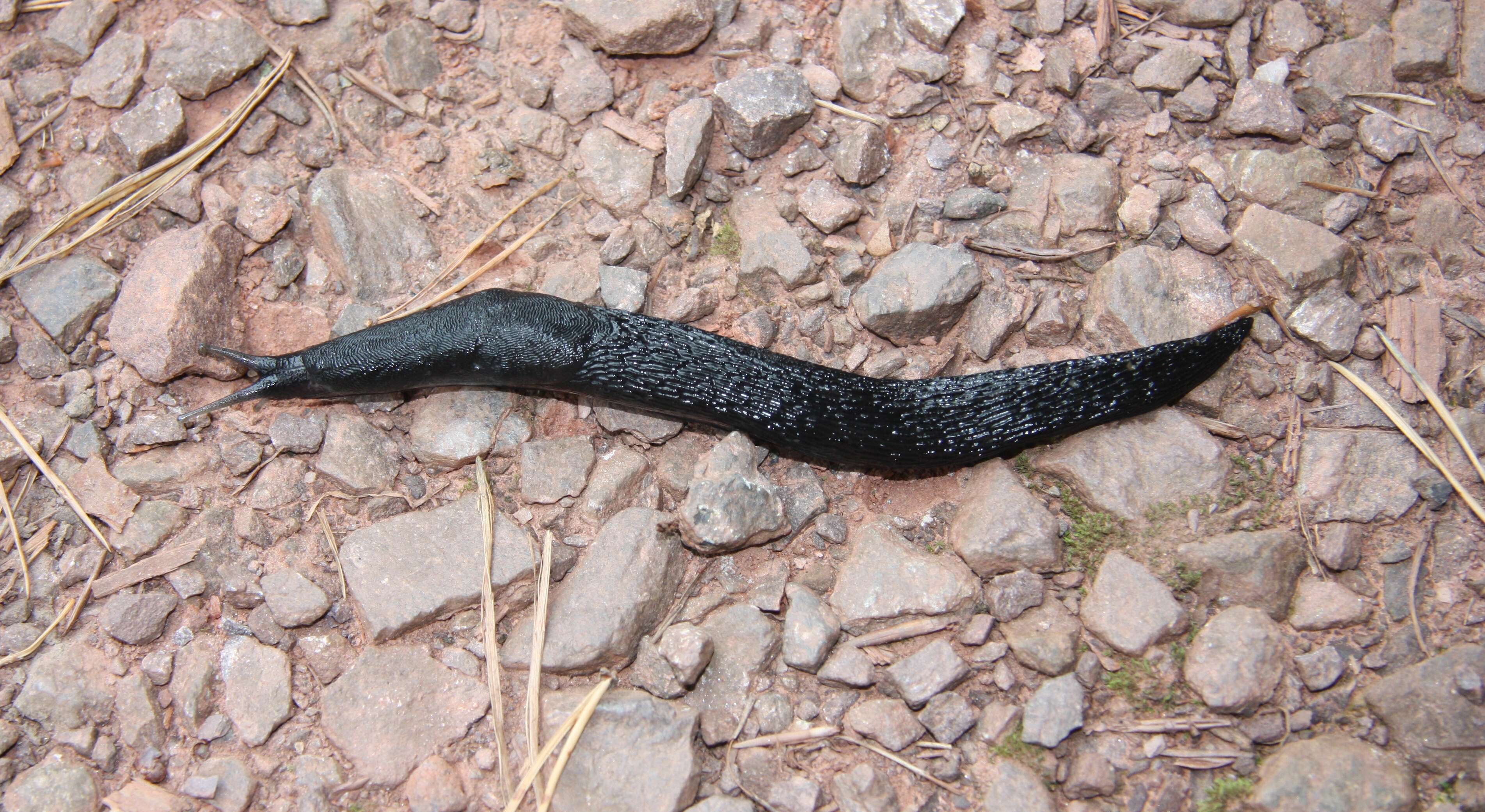 Image of ash-black slug