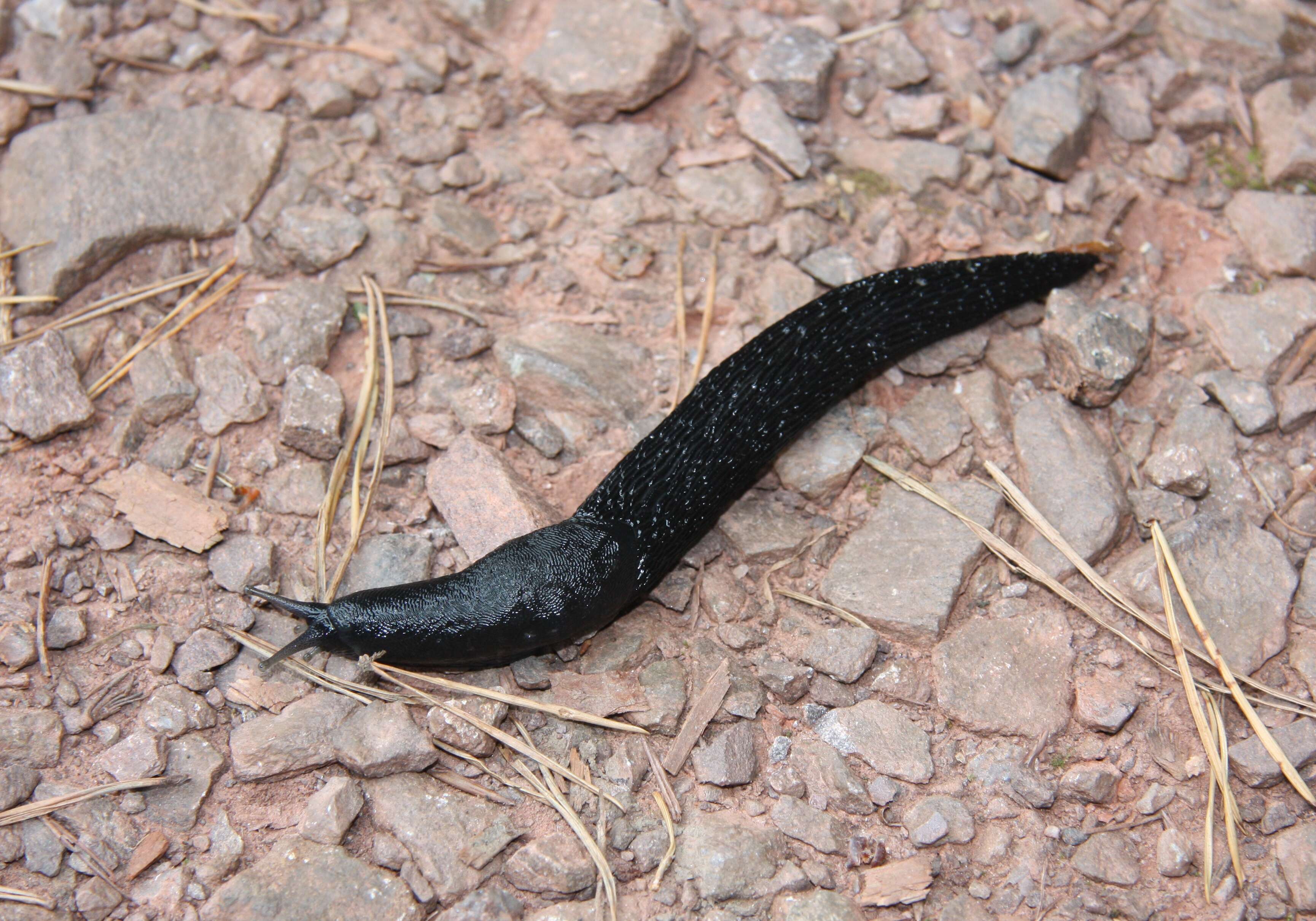 Image of ash-black slug