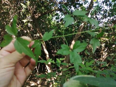 Image of Clematis formosana Kuntze