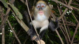 Image of Lowe's Guenon