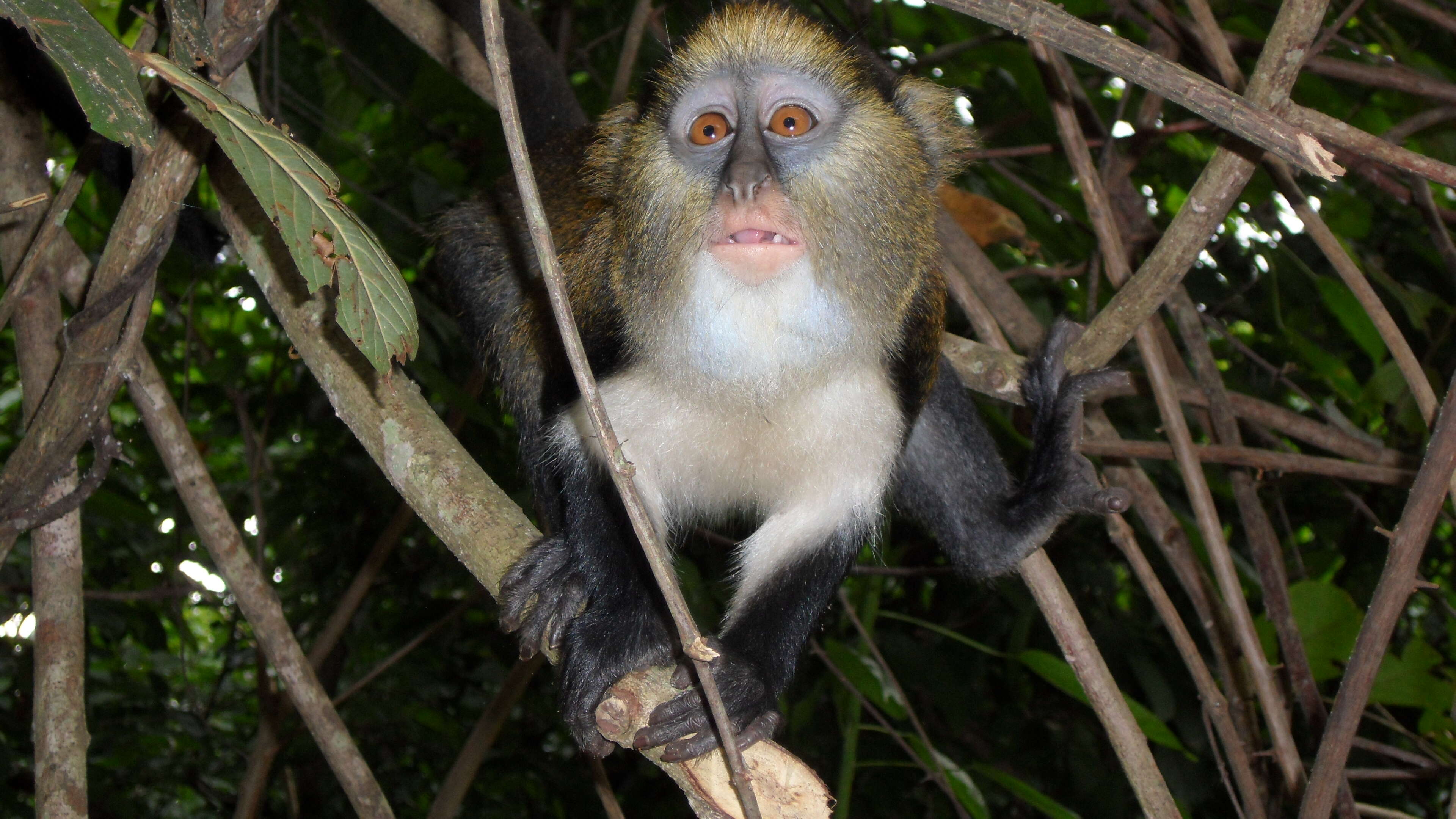 Слика од Cercopithecus lowei Thomas 1923