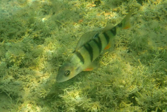 Image of Perch