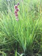 Image de Gladiolus densiflorus Baker