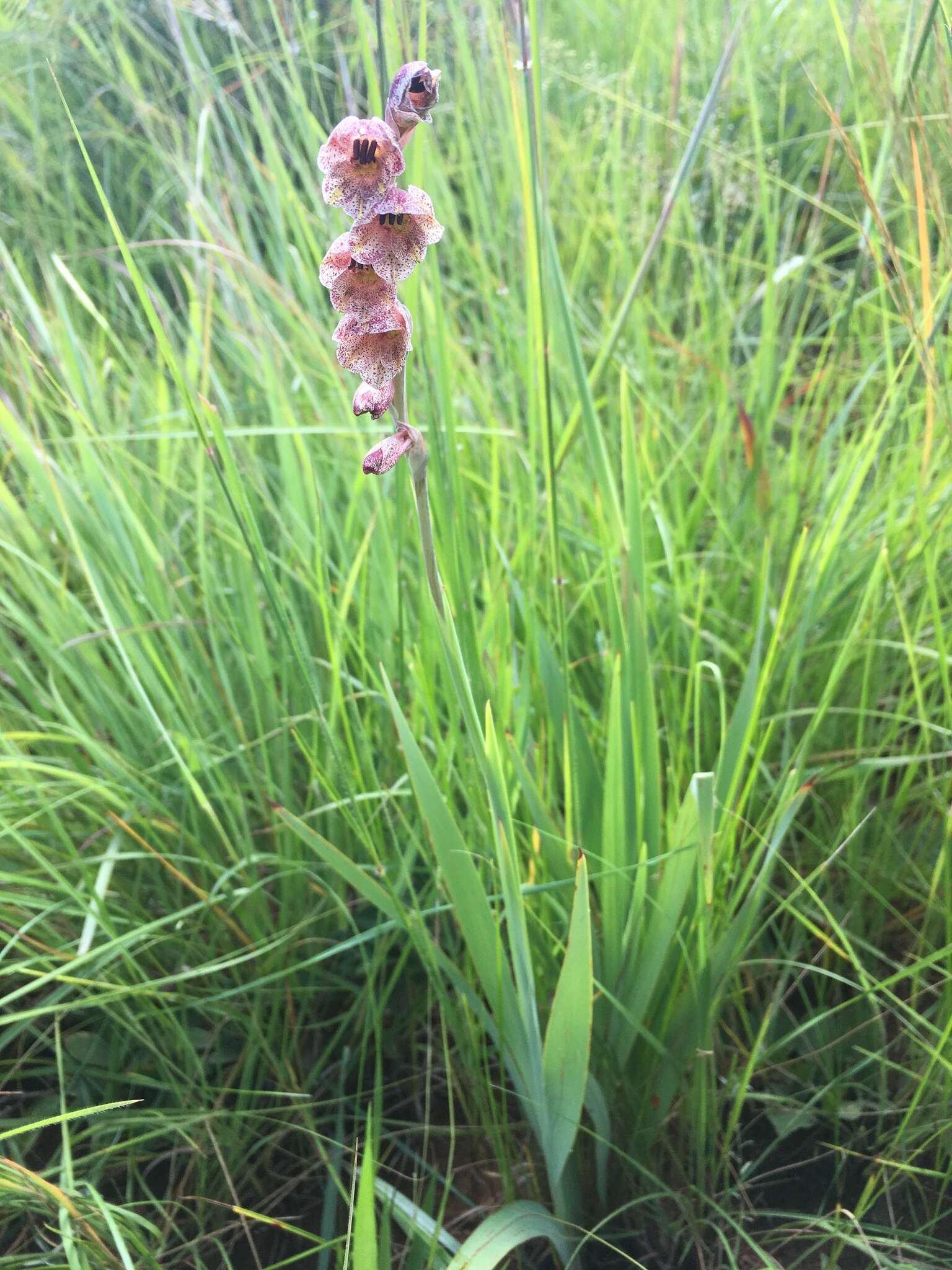 Gladiolus densiflorus Baker resmi