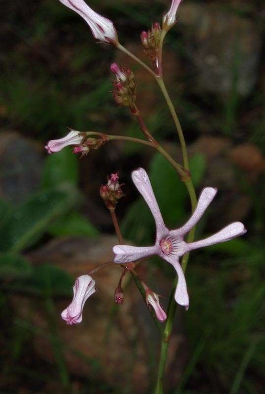 Image de Ceropegia rubella (E. Mey.) Bruyns