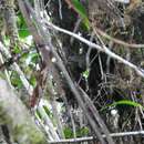 Image of Eyebrowed Wren Babbler