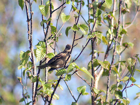 Image of Procarduelis Blyth 1843