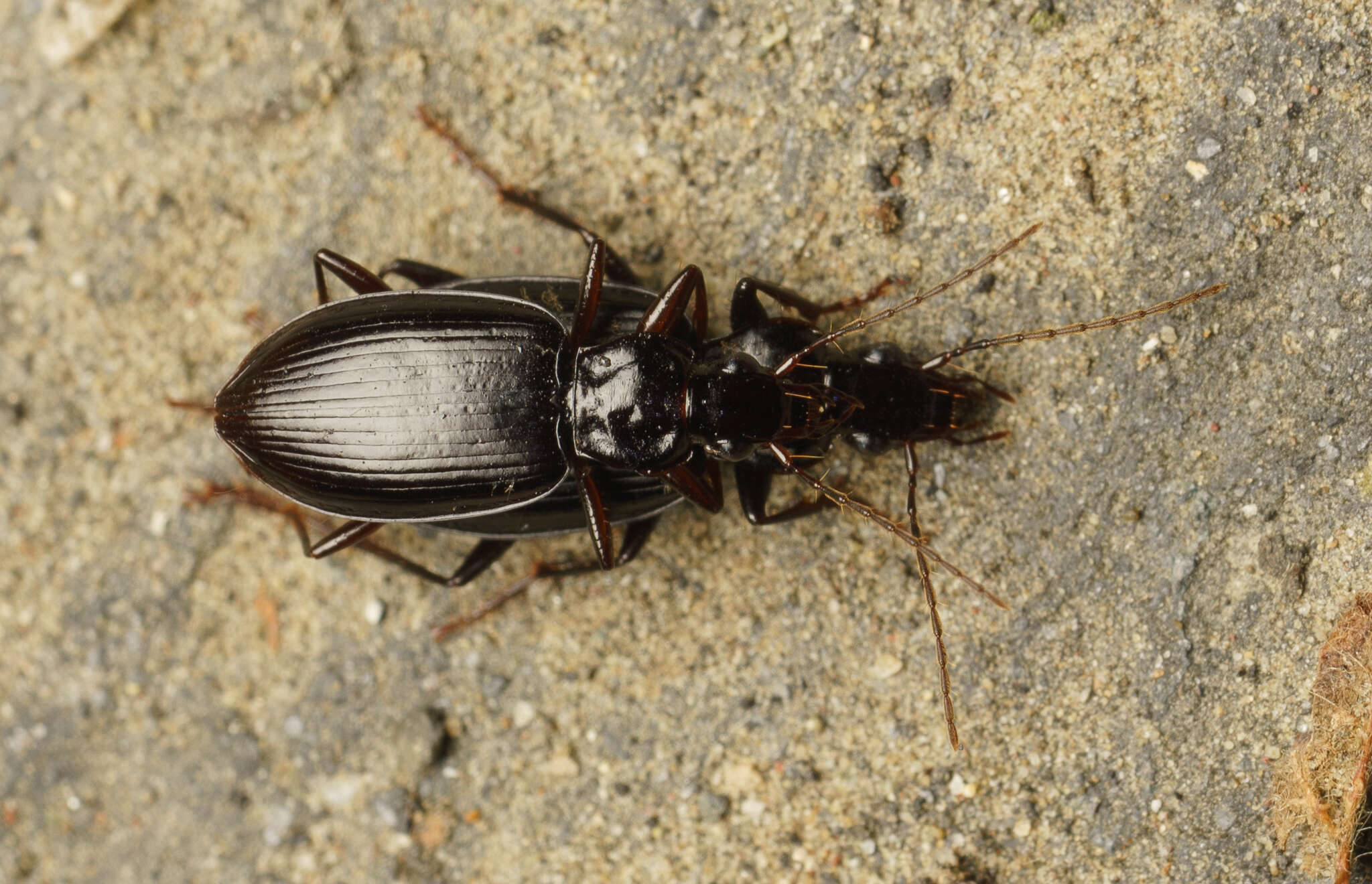 Plancia ëd Platynus (Platynus) brunneomarginatus (Mannerheim 1843)