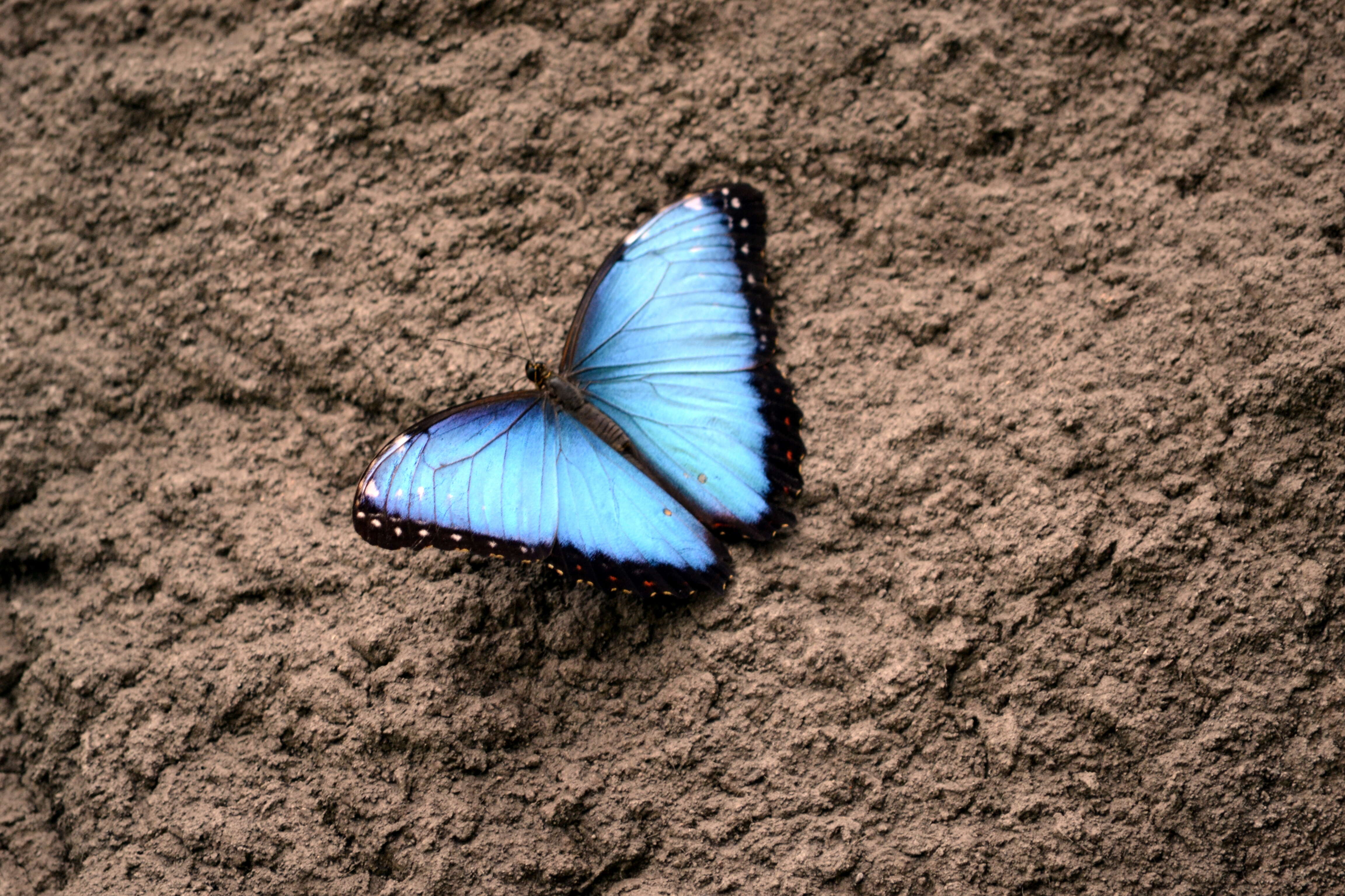 Image of Morpho peleides Kollar 1850