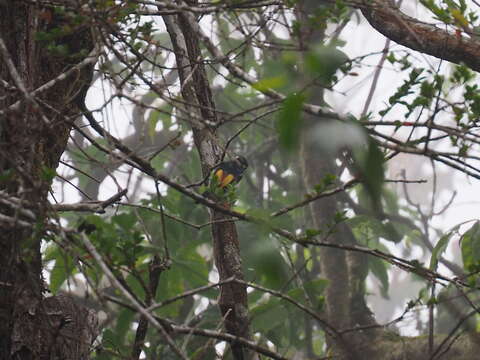 Image of Pied Shrike-babbler