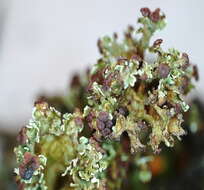 Cladonia crispata var. crispata (Ach.) Flot.的圖片