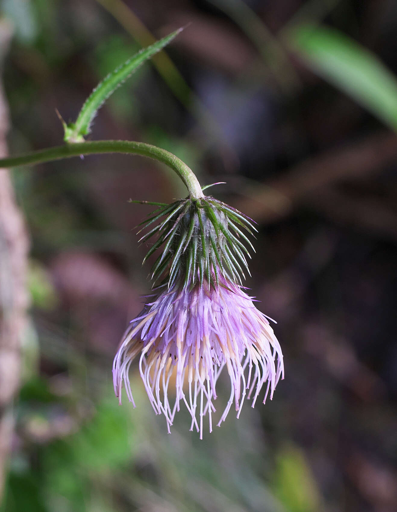 Plancia ëd Cirsium tashiroi Kitam.