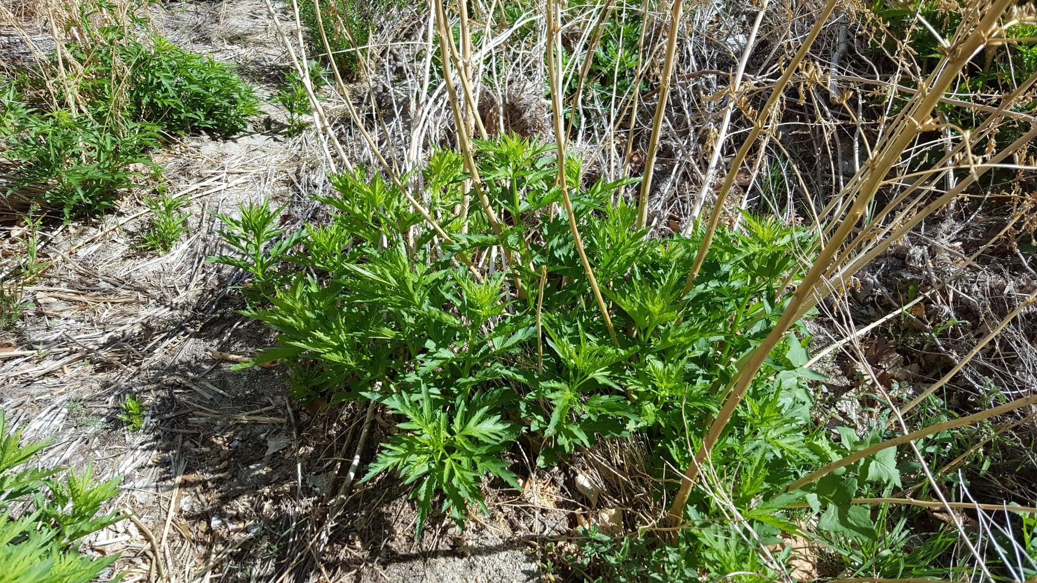 Image of Durango root