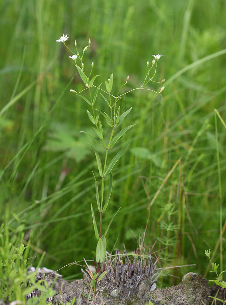 Sivun Stellaria discolor Turcz. kuva